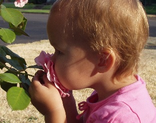 Child smell Rose